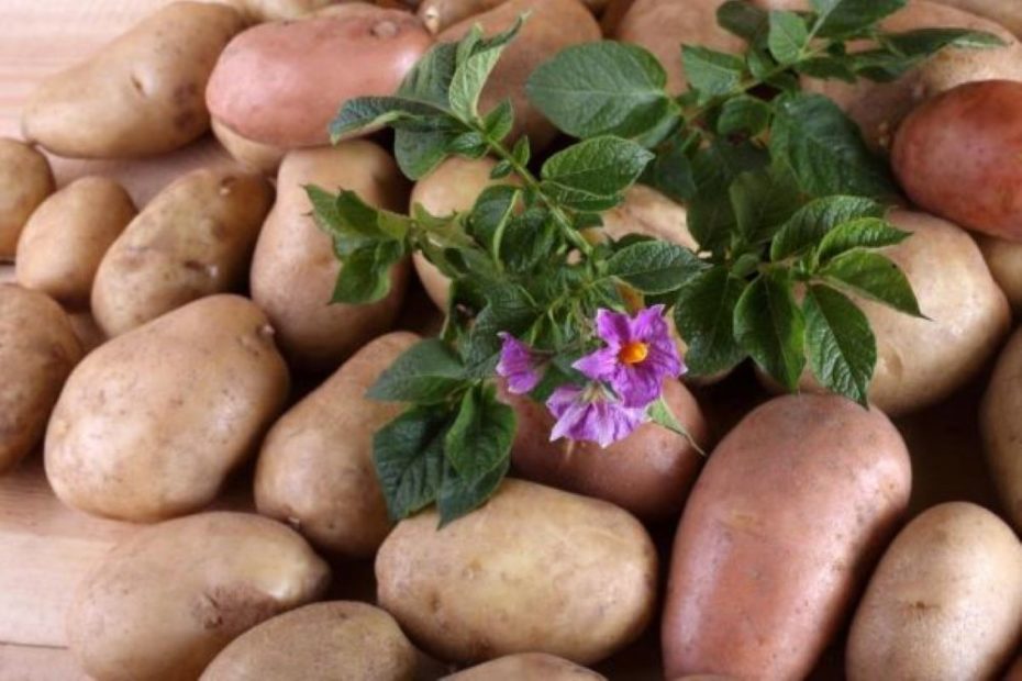 Картофель как средство красоты