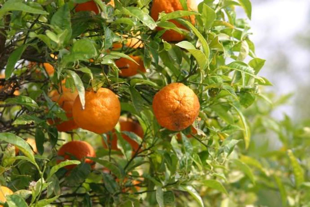 Photo of Горький апельсин: способствует ли он похудению?