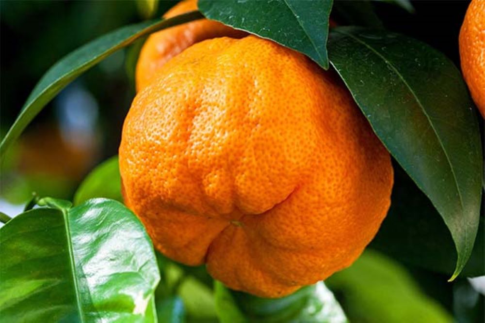 Как горький апельсин помогает похудеть