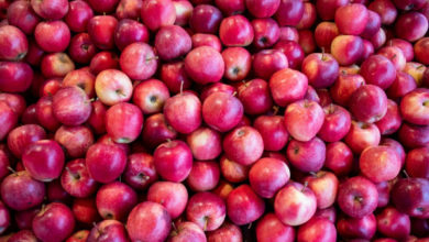 Photo of Не ешьте яблоки: терапевт Лапа дала простые советы для профилактики поллиноза